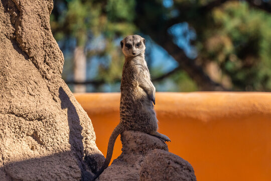A pointed snout meerkat in Tucson, Arizona