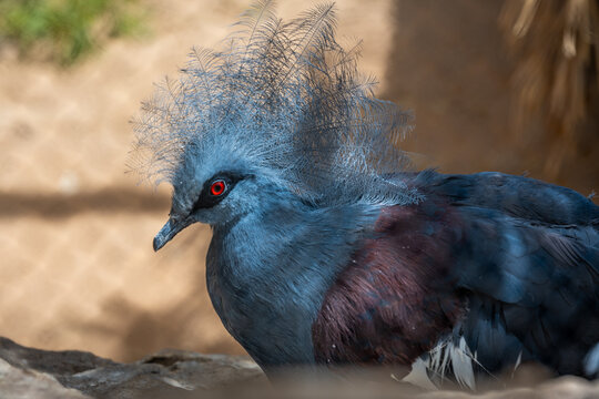 A Victoria Crowned Pigeon in Tucson, Arizona