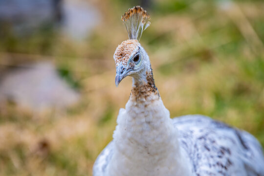 A large white peafowl in Tucson, Arizona