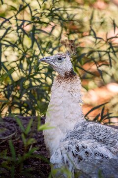 A large white peafowl in Tucson, Arizona
