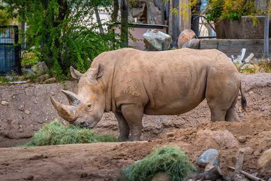 A Southern White Rhinoceros in Tucson, Arizona