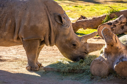 A Southern White Rhinoceros in Tucson, Arizona