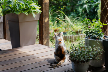 Obraz premium Rear view of a calico cat sitting on a wooden terrace of a country house surrounded by flower pots