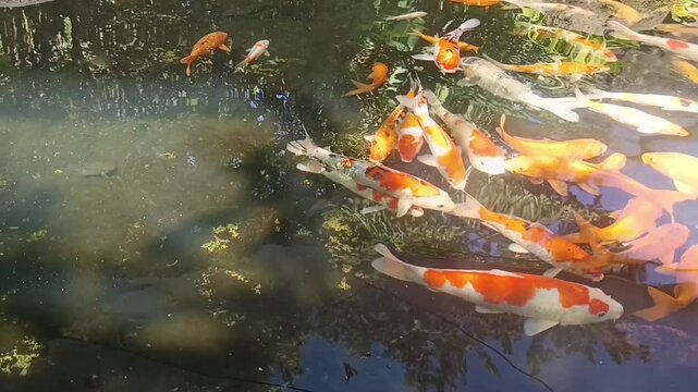 koi fish swimming in a pond