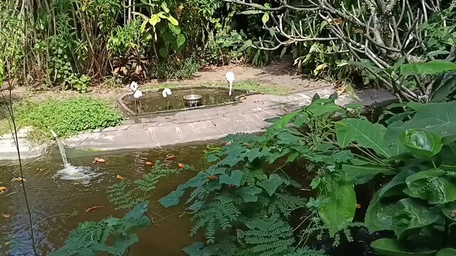 Burung burung berkaki kecil dan panjang sedang berdiri ditepi kolam 