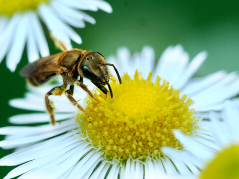 Samotka (Hylaeus) to rodzaj pszcz&oacute;ł samotnych z rodziny lepiarkowatych (Colletidae) zbierająca pożywienie z kwiat&oacute;w Przymiotna  białego (Erigeron annuus )
Samice tych pszcz&oacute;ł kopią gniazda w ziemi, cz