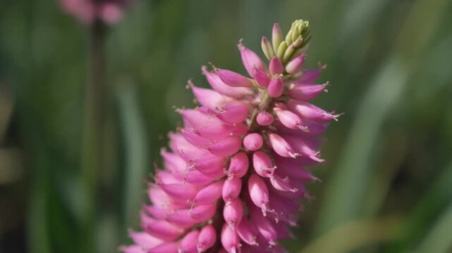 Vibrant Pink Bistorta Flower Swaying in the Gentle Breeze