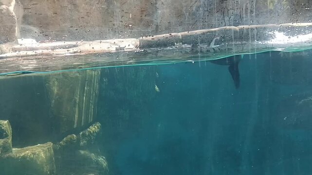 Burung pinguin sedang berenang di permukaan air 