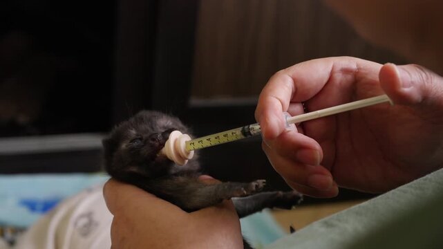 Two week old British Shorthair kitten receiving nutritional supplement with oral syringe during neonatal feeding routine supporting healthy domestic cat growth feline pet care and early development