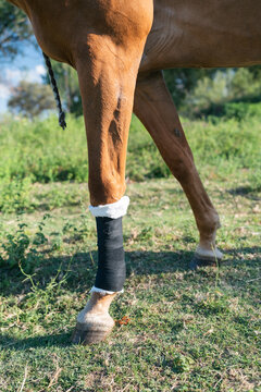 Horse leg receiving treatment with bandage in field