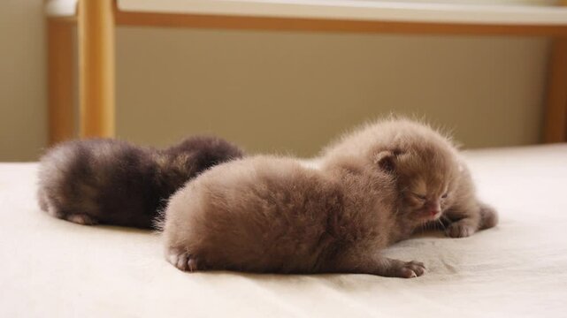 Group of British Shorthair cat kitten with eyes just opening crawling on bed. Domestic feline pet breed showing early growth and development indoors with cute behavior newborn life stage at home