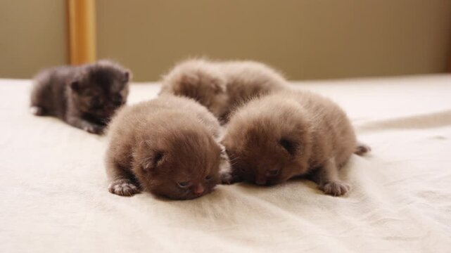 Group of British Shorthair cat kitten with eyes just opening crawling on bed. Domestic feline pet breed showing early growth and development indoors with cute behavior newborn life stage at home