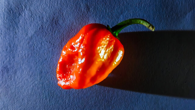 Vibrant red habanero pepper on dark blue background