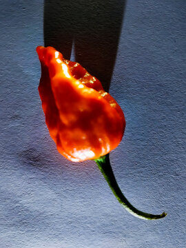 Vibrant red hot pepper on dark background
