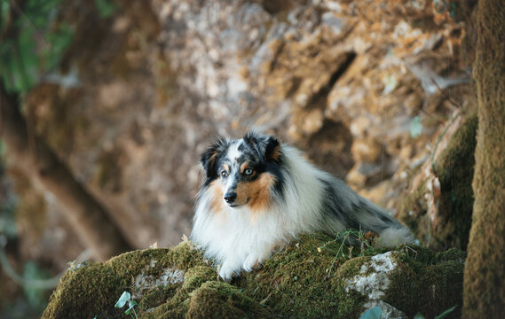 Blue Merle Shetland Sheepdog Lying on Moss Covered Rock in Shaded Forest Among Trees