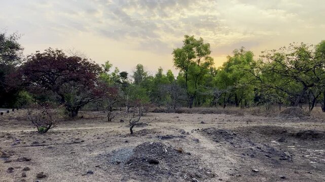 A glorious and scenic  morning view of Tilari forest