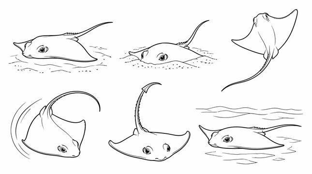Set of stingray illustrations in different poses, line art style