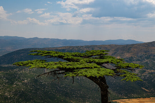 A single, umbrella-shaped Lebanese cedar tree standing alone on a steep slope in the Taurus Mountains, overlooking steep mountain slopes and cultivated fields. A cloudy sky and a sweeping panorama.