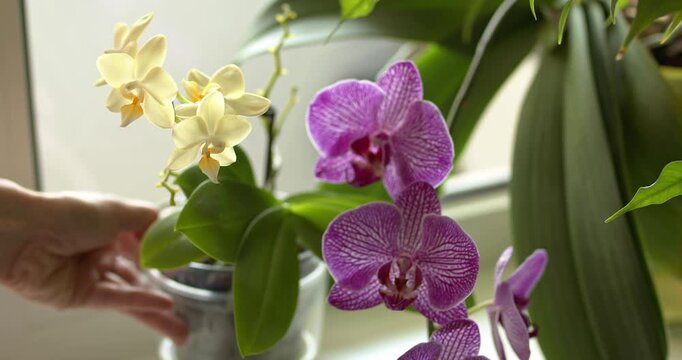 Pot with an orchid is placed on the windowsill next to another orchid.