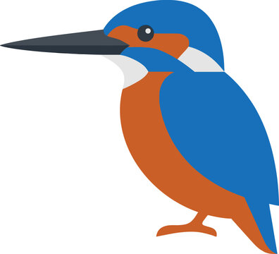 Colorful kingfisher bird flat vector illustration on a white background