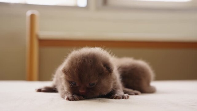 Group of British Shorthair cat kitten with eyes just opening crawling on bed. Domestic feline pet breed showing early growth and development indoors with cute behavior newborn life stage at home