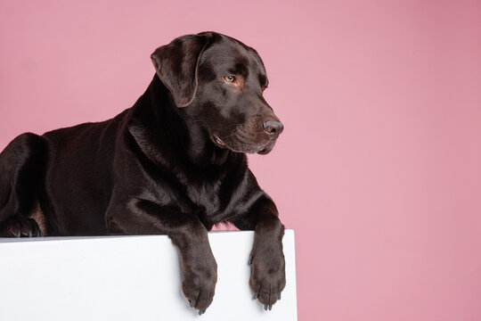 Beautiful Big Dog Relaxing on a Pink Background