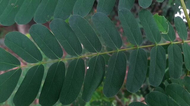 A close-up macro shot of a dark green, pinnately compound leaf. A pale yellow-green central stem (rachis) runs horizontally through the frame, supporting pairs of smooth