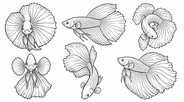 Set of Siamese Fighting Fish in Line Art Style
