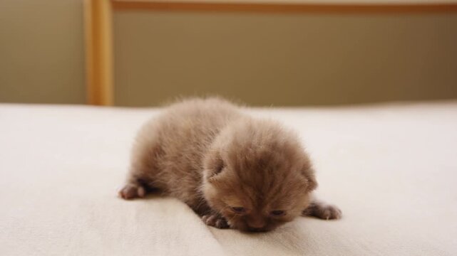 British Shorthair cat kitten with eyes just opening crawling on bed. Domestic feline pet breed showing early growth and development indoors with cute behavior during newborn life stage at home