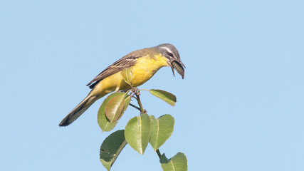 yellow billed hornbill © lazalnik
