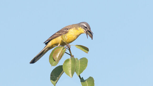 yellow billed hornbill
