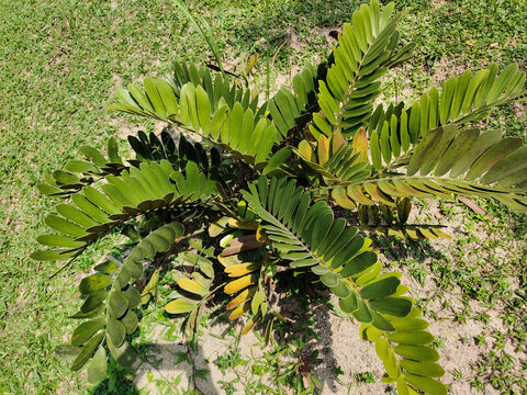 Cardboard Palm Plant (Zamia Furfuracea) with Layered Green Fronds Shot from Top View on Grass Background
