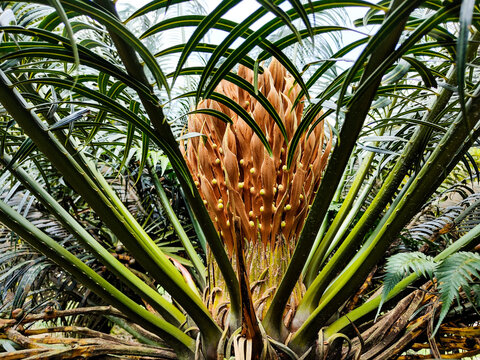 Reproductive Structure of Female Cone of Haji Fern Tree (Cycas rumphii) Shot Among Dense Foliage in Kepong Botanical Garden, Kuala Lumpur. 