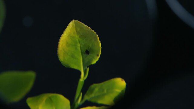 Macro view of a tiny black legged tick, a carrier of Lyme disease, slowly moving across a bright green blueberry leaf with a shallow depth of field, highlighting the risk of infection in nature