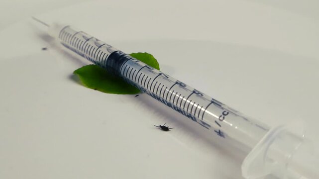 Conceptual video of small black ticks carrying lyme disease moving around a syringe and a green leaf on an isolated white background, symbolizing vaccination and the threat of borreliosis