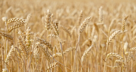 Obraz premium Golden wheat field with ripe grain heads - Triticum aestivum - swaying in summer sunlight. Agricultural landscape for farming, harvest, and food security concepts.