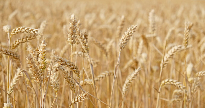 Golden wheat field with ripe grain heads - Triticum aestivum - swaying in summer sunlight. Agricultural landscape for farming, harvest, and food security concepts.