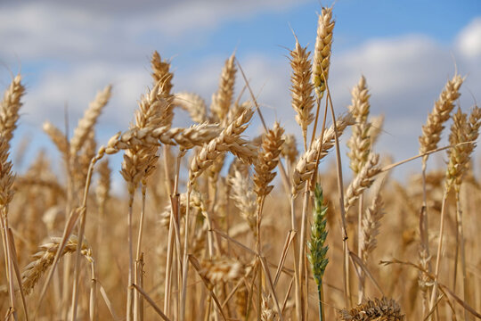 Golden wheat field with ripe grain heads - Triticum aestivum - swaying in summer sunlight. Agricultural landscape for farming, harvest, and food security concepts.