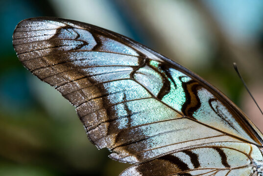 A close-up view of a butterfly's iridescent wing with shimmering colors and delicate patterns