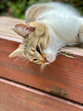 cat on a wooden table