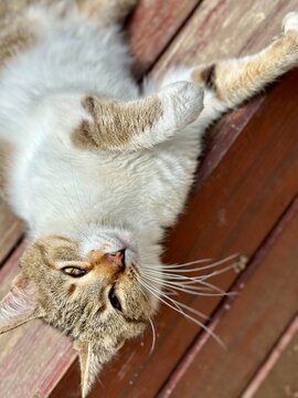 close up of a cat