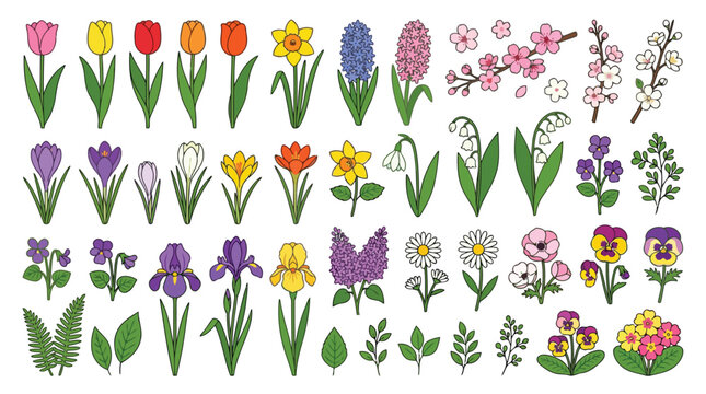 Colorful flower illustrations on white