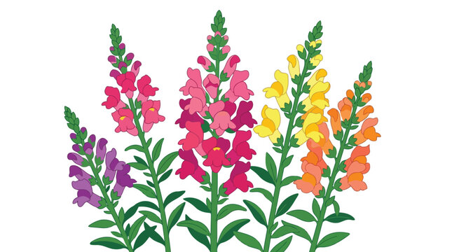 Colorful snapdragons isolated on white