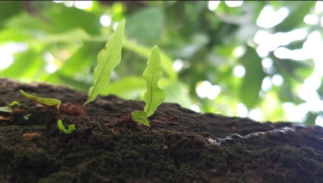 Macro view of tiny green epiphytic fern leaves sprouting on a mossy tree bark with blurred natural background bokeh