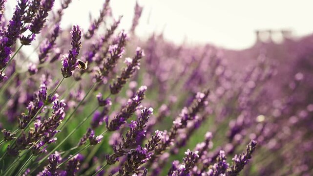 Close-up of blooming lavender flowers in warm sunset light as bees collect pollen, capturing pollination, biodiversity and the beauty of nature in summer.