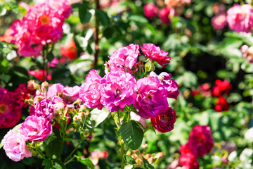 Obraz premium Varietal roses bloom in a garden during bright daylight in a vibrant setting filled with colorful flowers