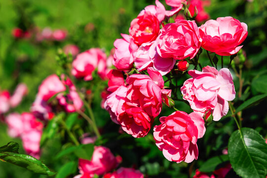 Colorful varietal roses blooming in a garden during a sunny day