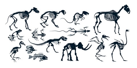 Obraz premium A big set of animal skeletons. 