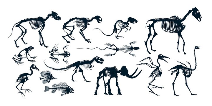 A big set of animal skeletons.
