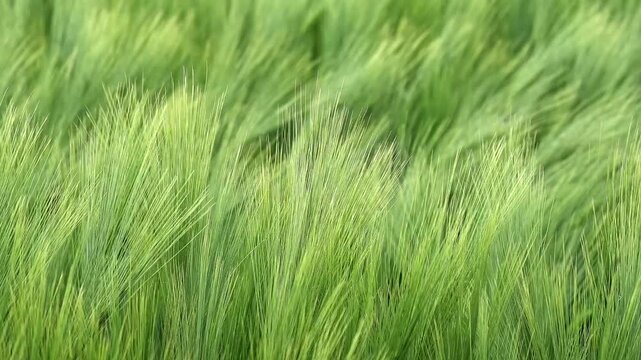 Green barley field with stalks swaying gently in the summer wind, creating a relaxing and natural wavy background
